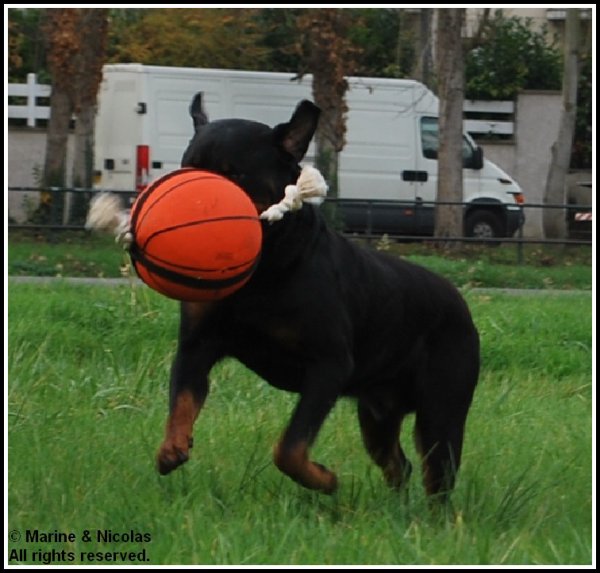 Trully dit dracken Du bon limier