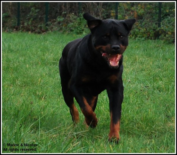 Trully dit dracken Du bon limier