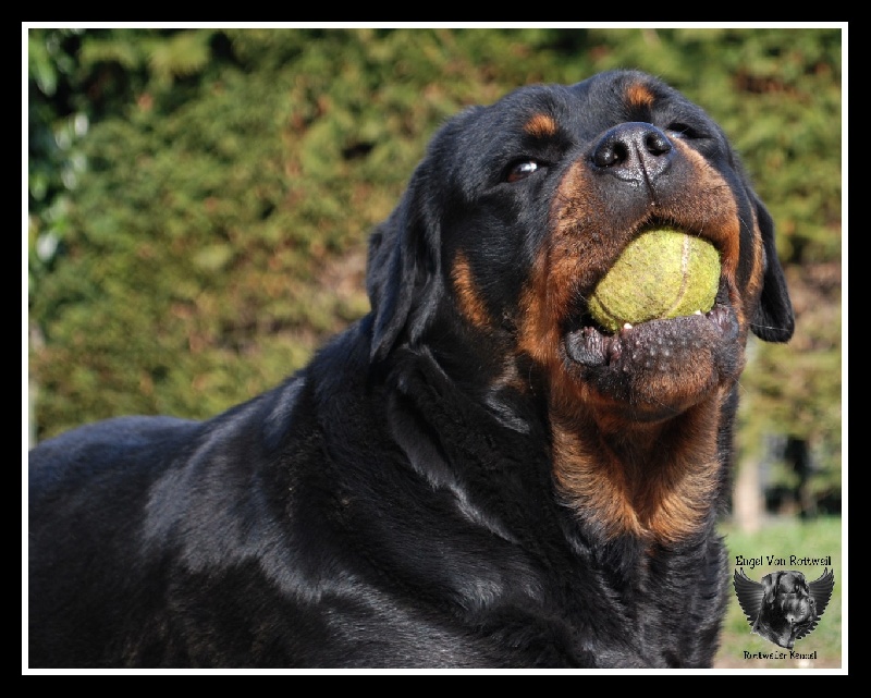 Dinda dit daëlys du Clan des Bouviers de Rottweil