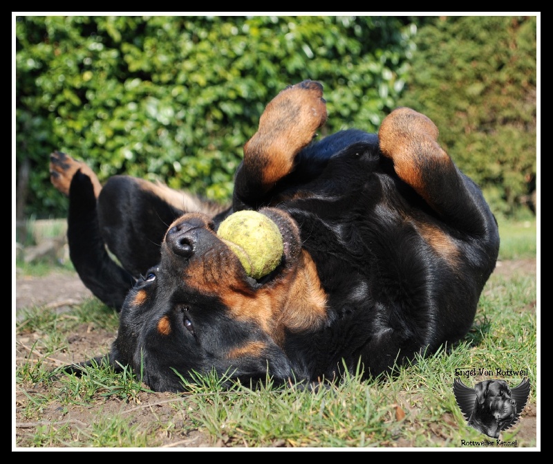 Dinda dit daëlys du Clan des Bouviers de Rottweil