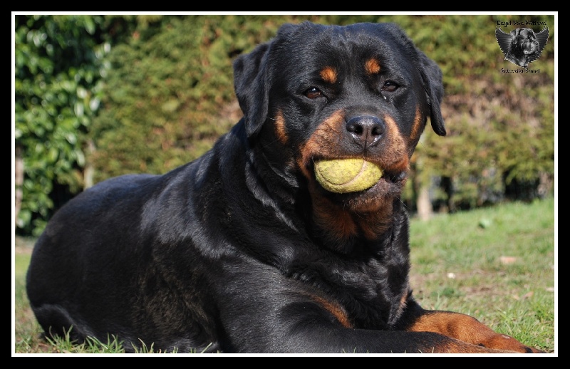 Dinda dit daëlys du Clan des Bouviers de Rottweil