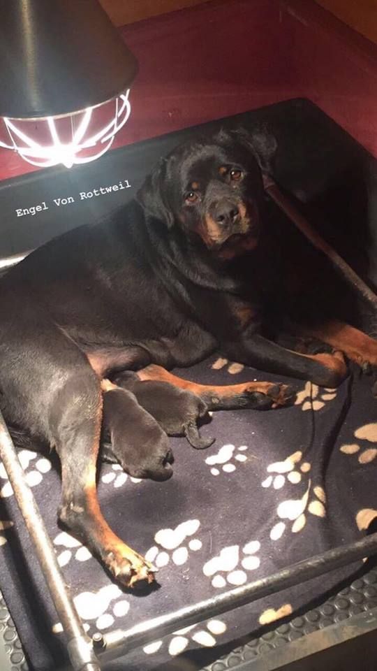 D'engel Von Rottweil - Rottweiler - Portée née le 05/11/2018