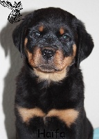 D'engel Von Rottweil - Rottweiler - Portée née le 06/08/2012