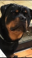 D'engel Von Rottweil - Rottweiler - Portée née le 30/01/2017